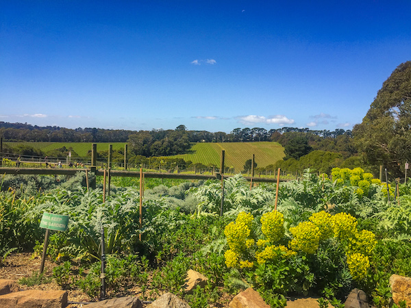 T'Gallant Winery Mornington Peninsula Day Trip from Melbourne