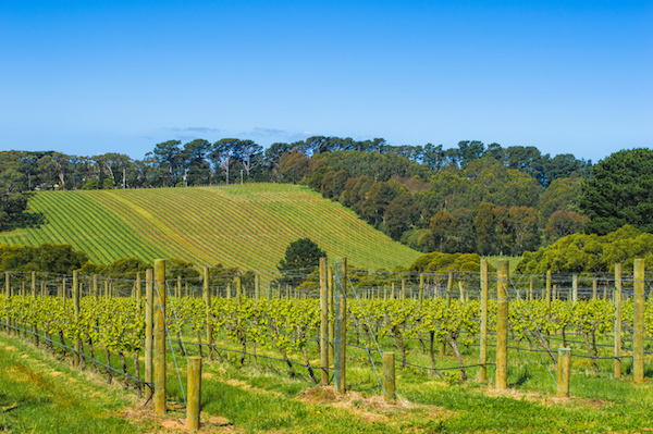 T'Gallant Winery Mornington Peninsula Day Trip from Melbourne