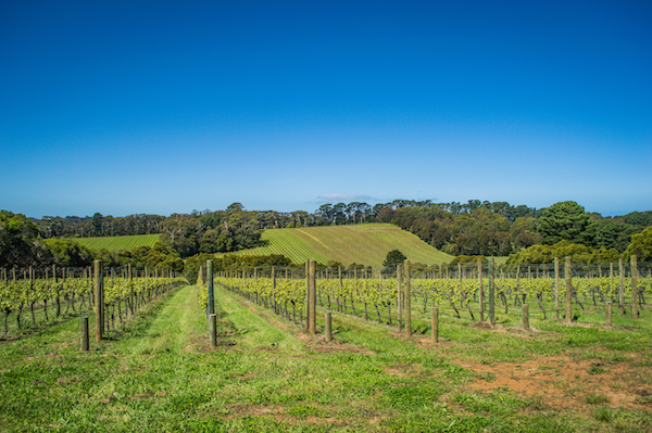 T'Gallant Winery Mornington Peninsula Day Trip from Melbourne