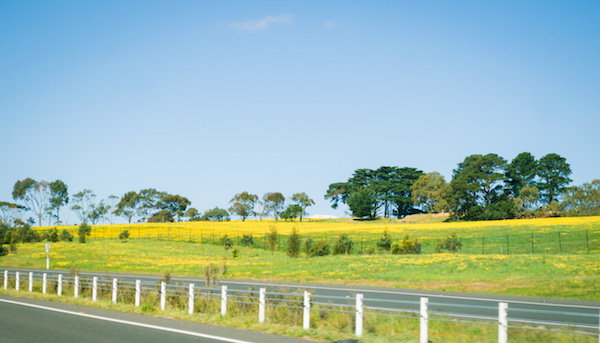 Yellow flowers on the Mornington Peninsula