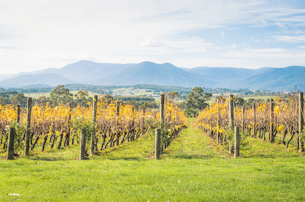 domaine chandon yarra valley