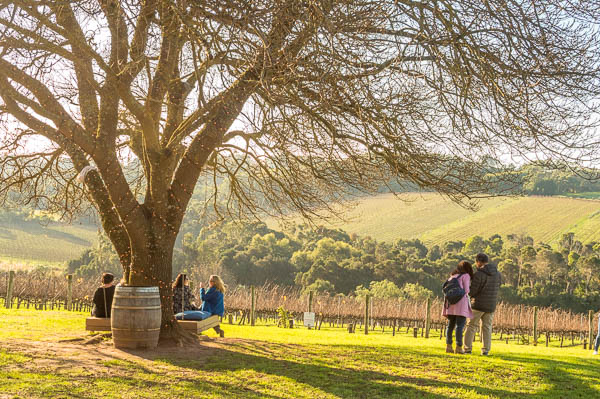 Tucks Ridge Winery Mornington peninsula_3
