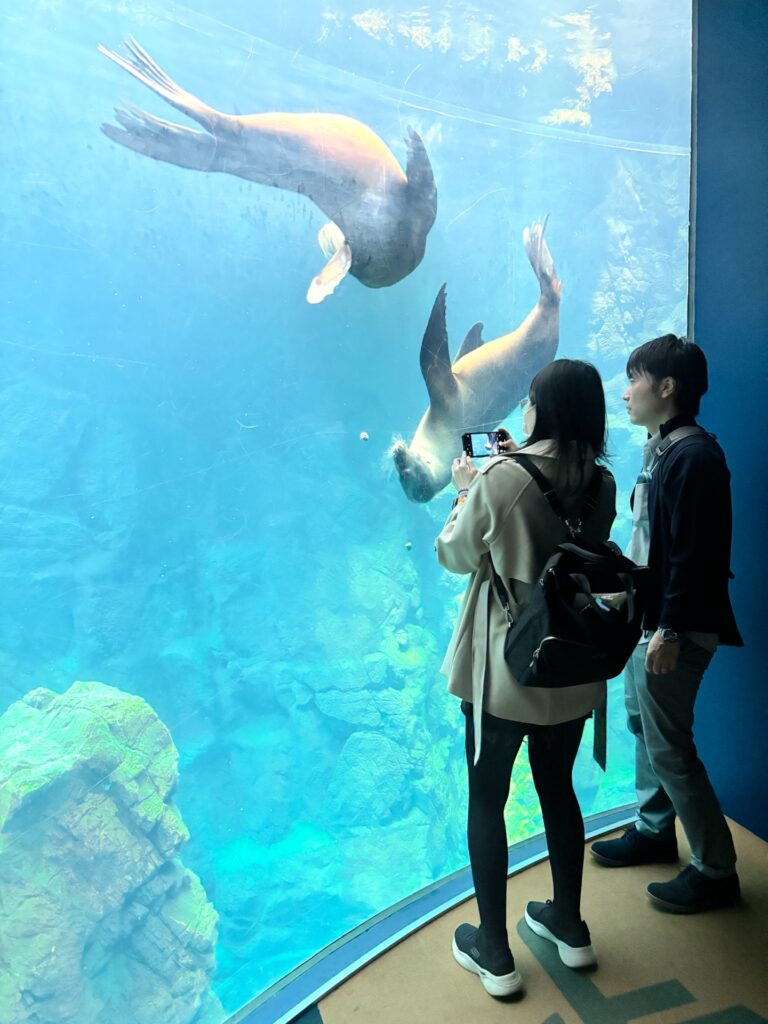 Seals at Osaka Aquarium