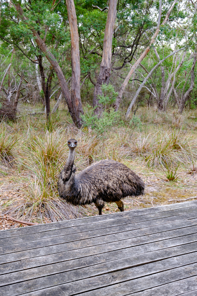 Emu in the Grampians