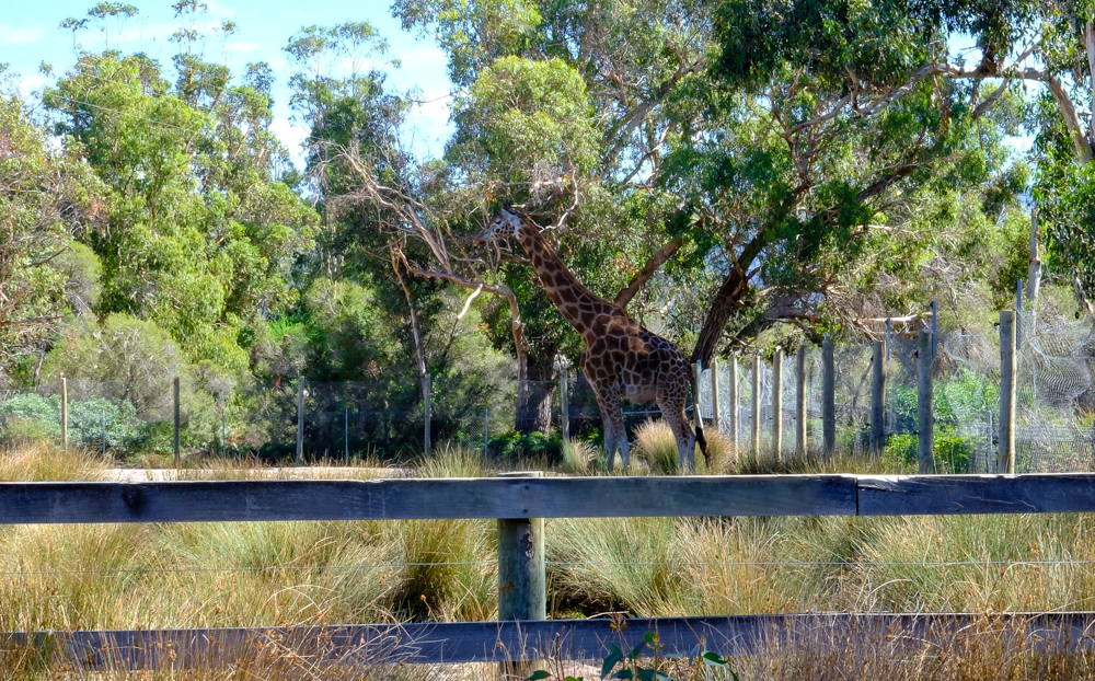 Giraffe at Halls Gap Zoo