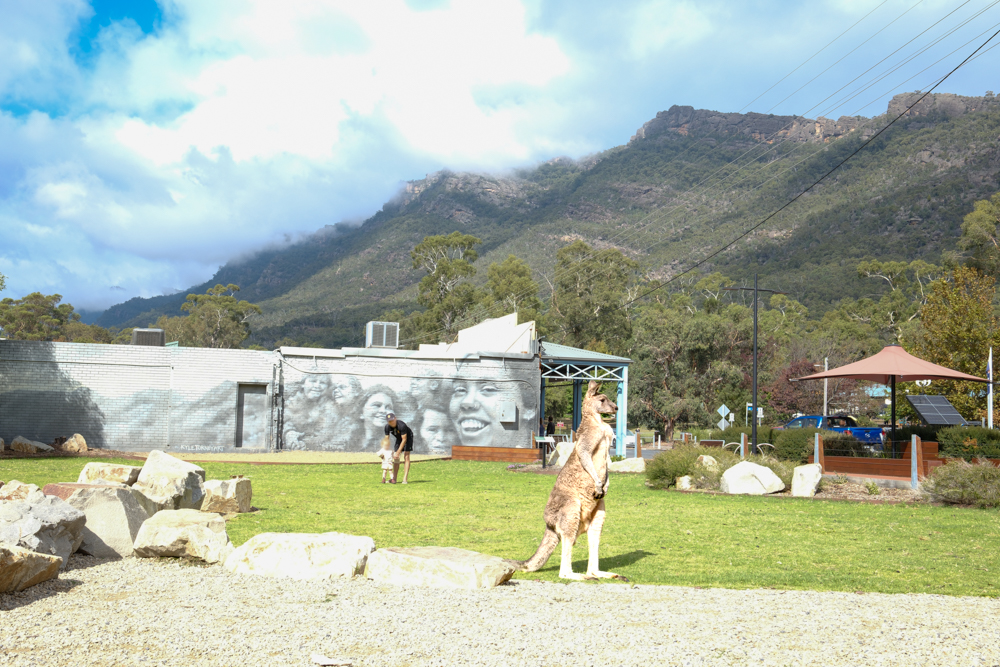 Kangaroo in Halls Gap