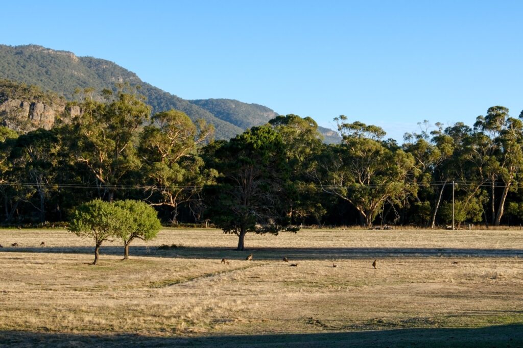 Kangaroos in Halls Gap