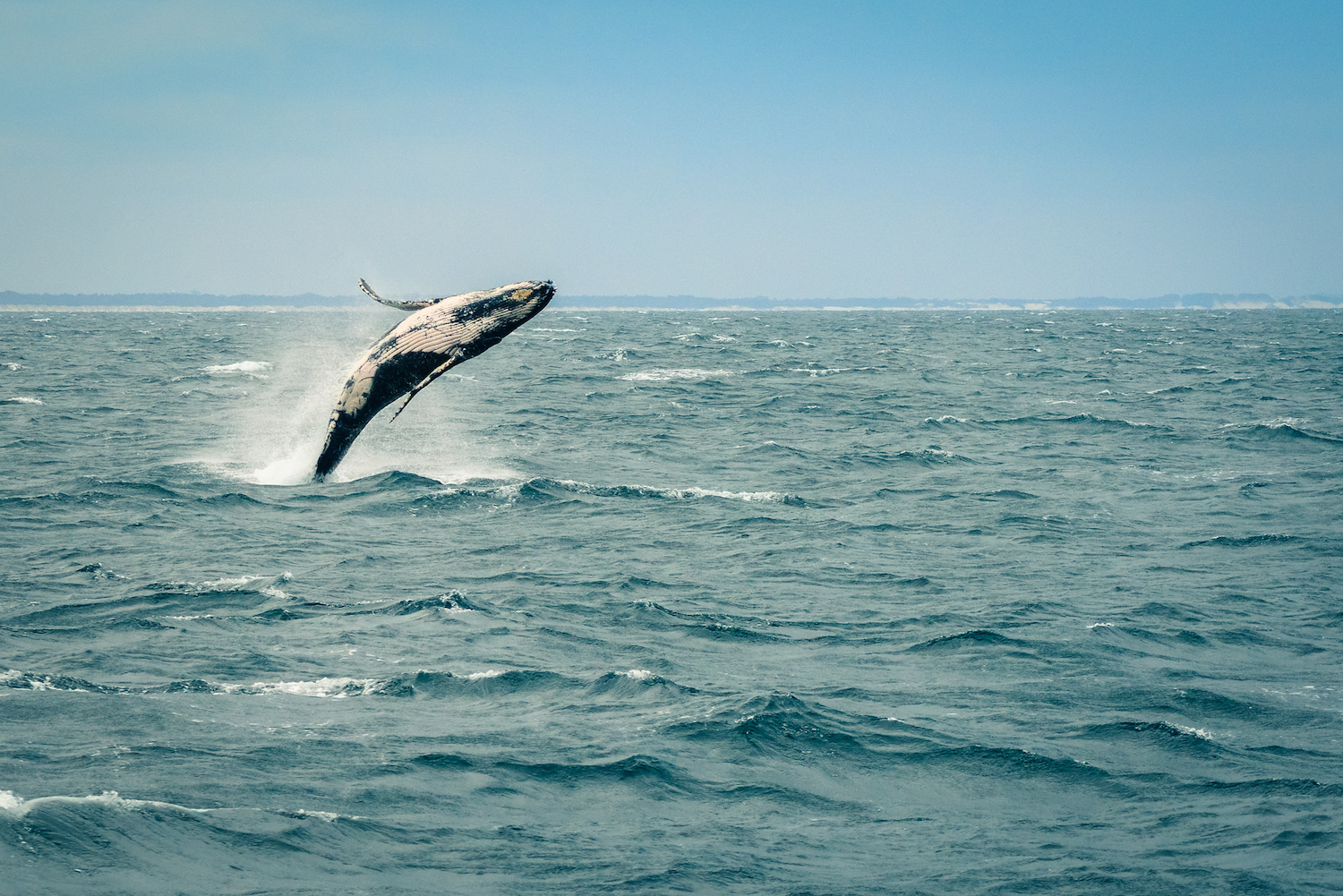 Whale Watching on the Gold Coast's Humpback Highway • The Wanderbug