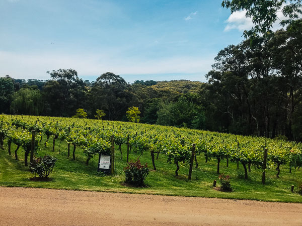 15 Best Wineries On The Mornington Peninsula • The Wanderbug